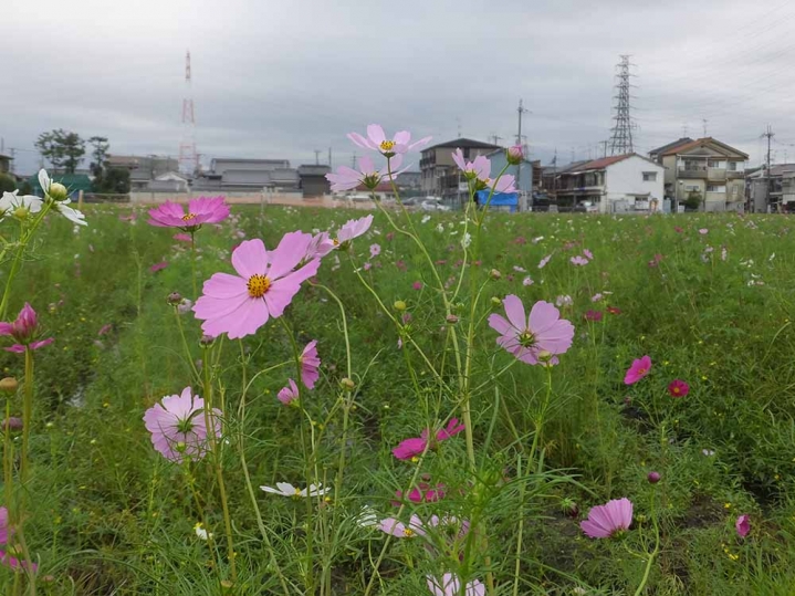 高槻Lifeの写真10